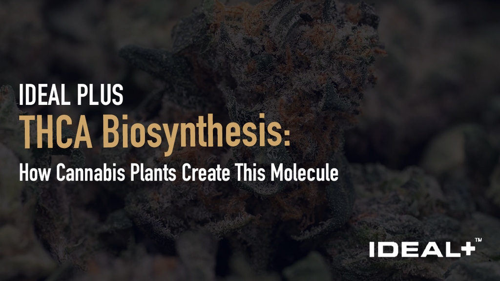 THCA Biosynthesis