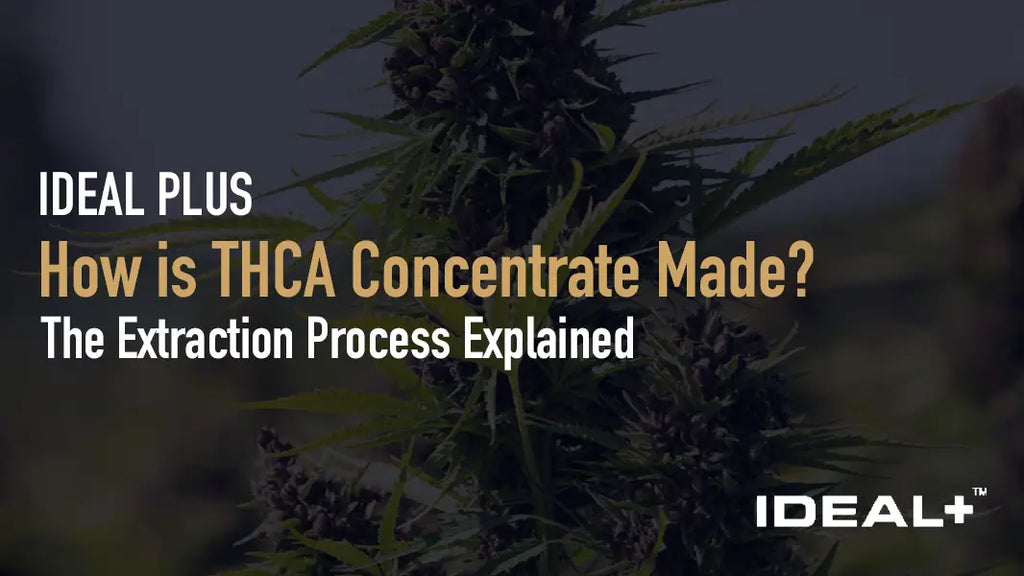 How is THCA Concentrate Made?