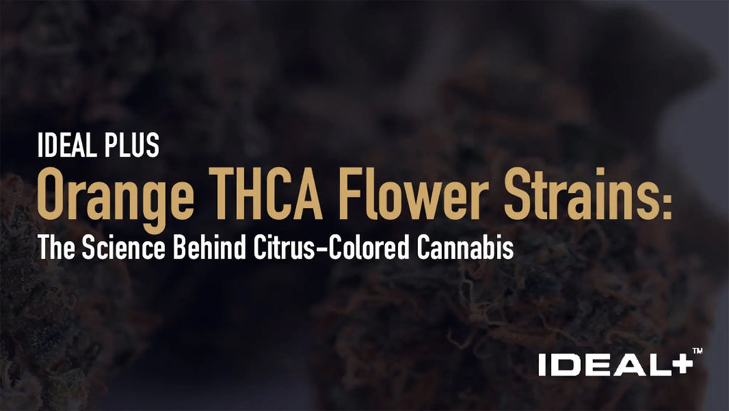 Orange THCA Flower Strains: The Science Behind Citrus-Colored Cannabis