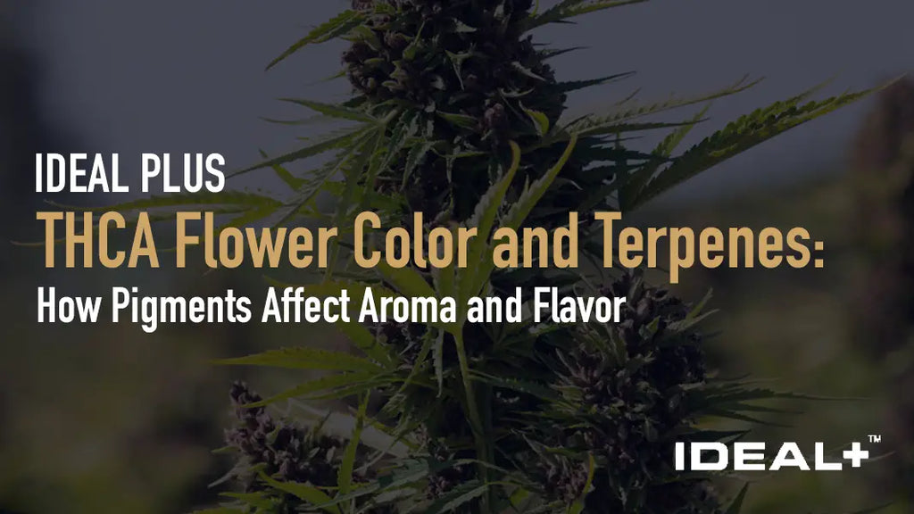 THCA Flower Color and Terpenes