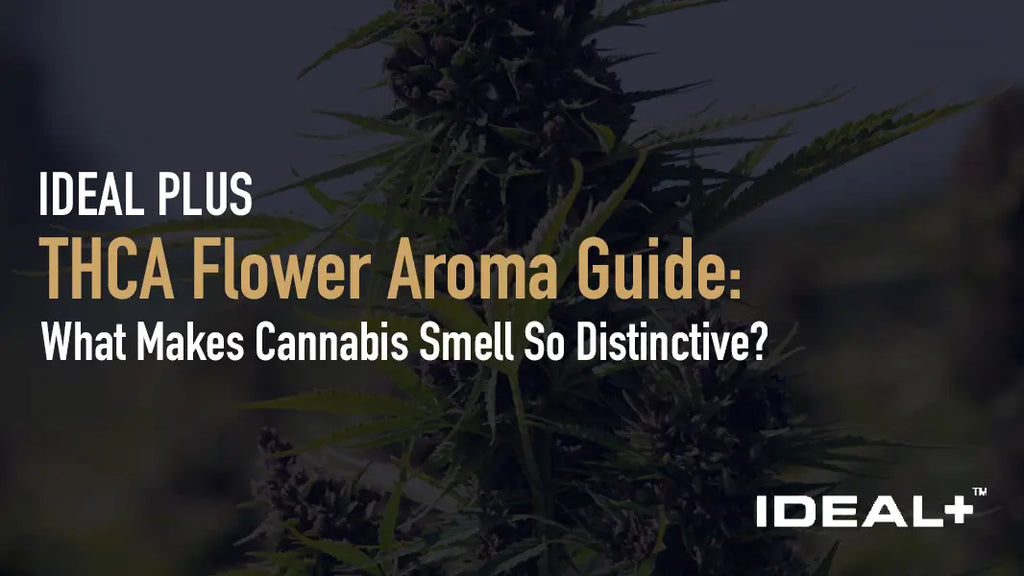 THCA flower aroma