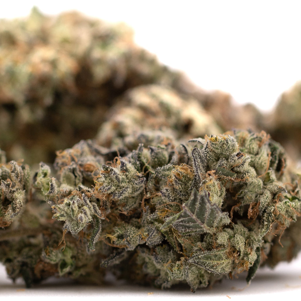 Dense cannabis bud from Gary Payton Indoor THCA Flower Wholesale showcasing gary payton’s strain