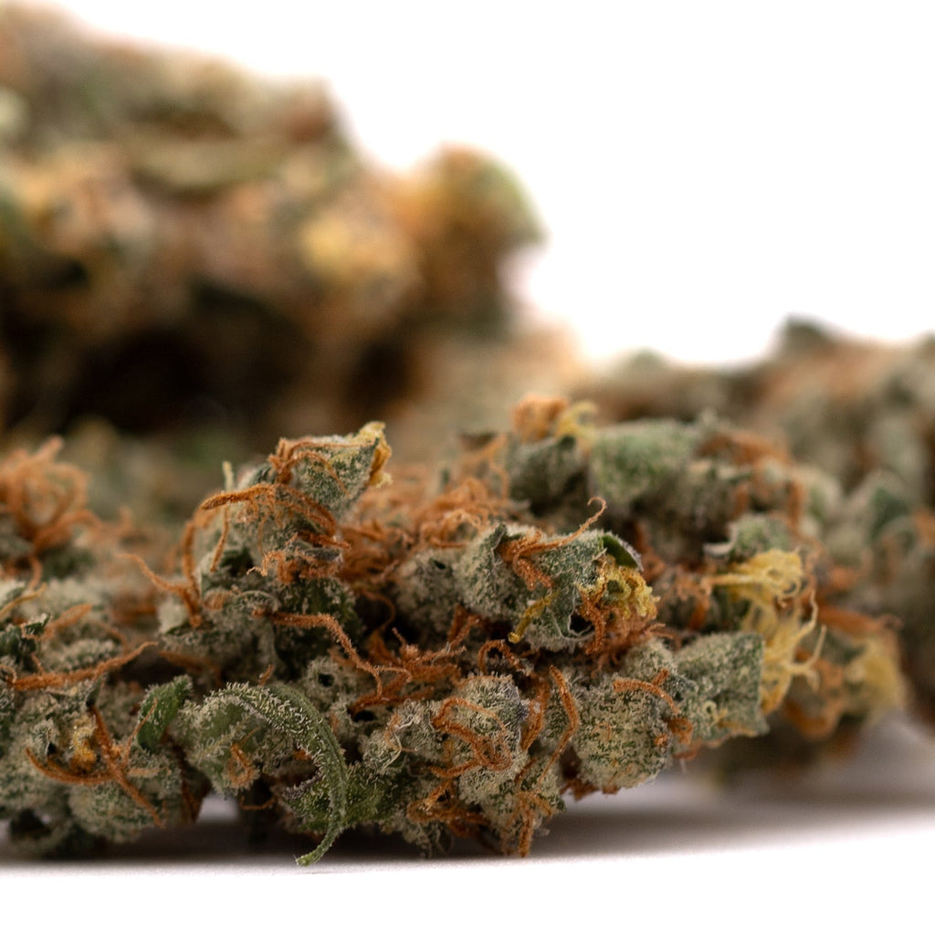 Dried GMO Kush Indoor THCa Flower shown as premium indoor THCA flower product