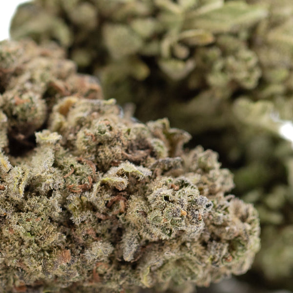 Premium Jelly Donut THCa Flower: Green Brown Hemp Bud with Trichomes