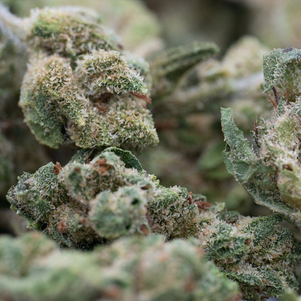 Close-up of vibrant green Lucky Charms hemp flower buds coated in sparkling trichomes