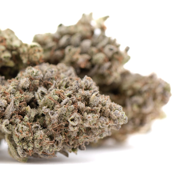 Premium Mega Gummie Bearz THCa Flower bud with dense trichomes