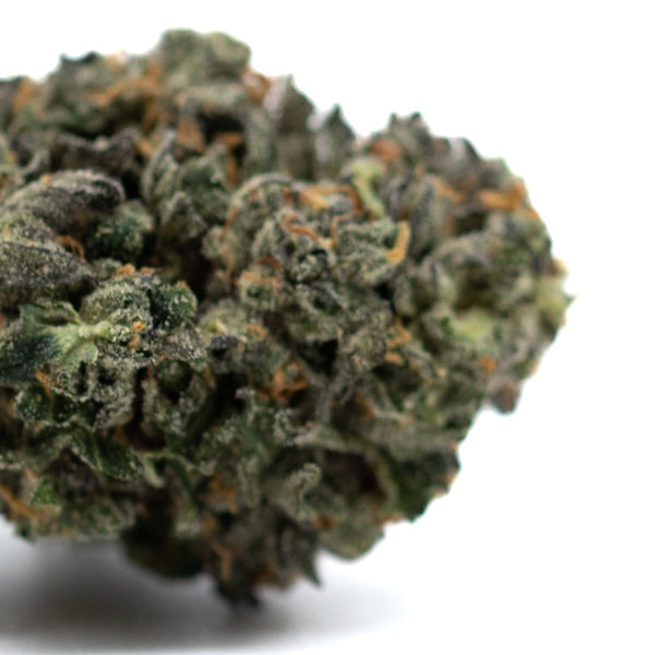 Dense Motorbreath Indoor THCa Flower bud with orange hairs and rich trichome coverage