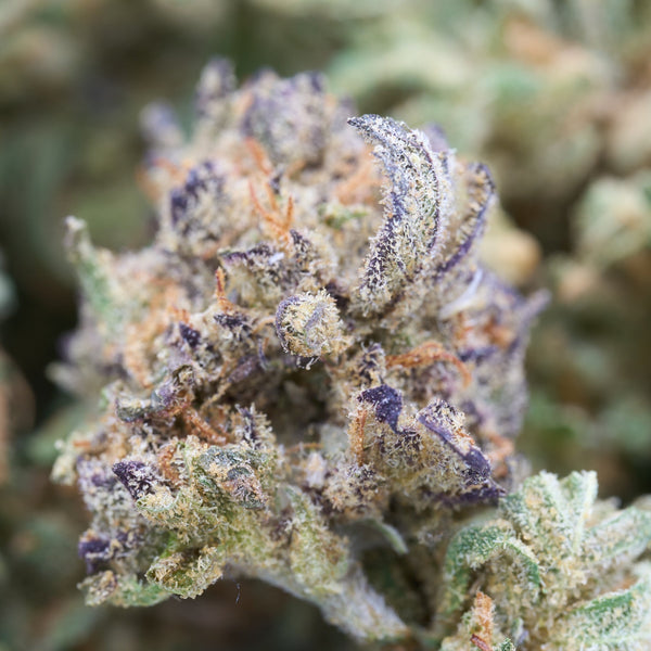 Pancakes THCa Hemp Flower Smalls - Plants