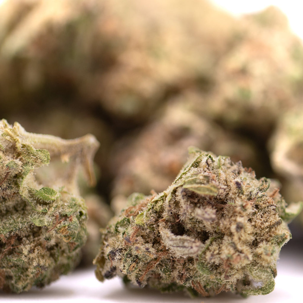 Premium Peach Pie THCa hemp flower bud with trichomes