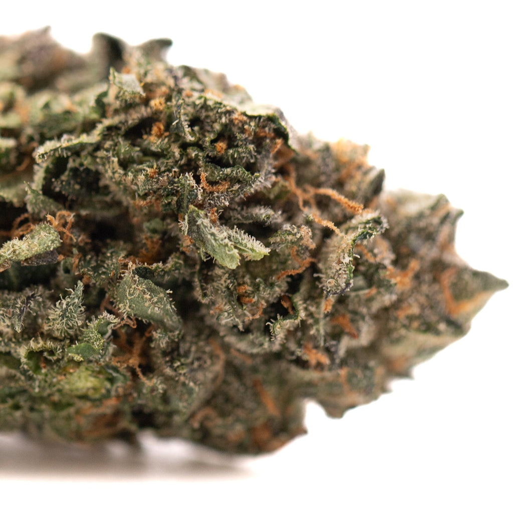 Dense trichome-rich Pressure #2 Indoor THCa Flower with vibrant orange pistils and dark green hemp flower