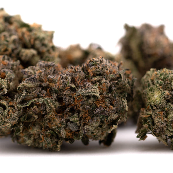 Dried cannabis buds of Purple Lemon Cake Indoor THCa Flower Wholesale showing purple lemon and lemon cake flavors