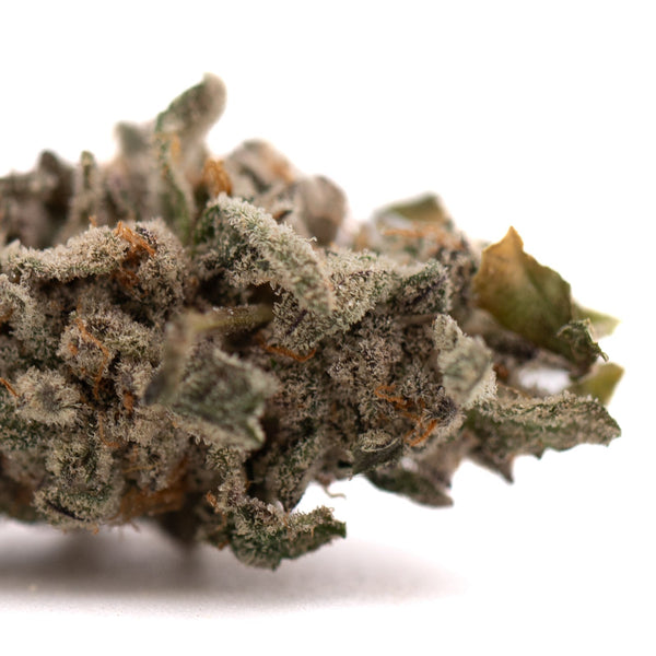 Close-up of Street Tarts Indoor THCa Flower hemp flower with trichomes and orange hairs